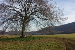 Albero