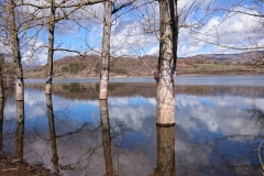 alberi_lago