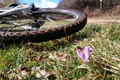 bici_fiore
